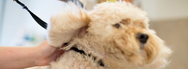 pet grooming prices